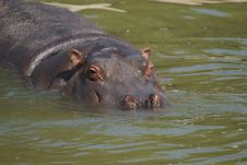 Hippopotamus Amphibius Royalty Free Stock Photos