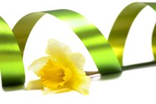 Yellow Daffodil Isolated Royalty Free Stock Photo Yellow Daffodil Isolated Royalty Free Stock Photo