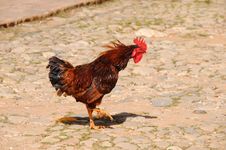 Rooster On Rustic Street Stock Photos Rooster On Rustic Street Stock Photos
