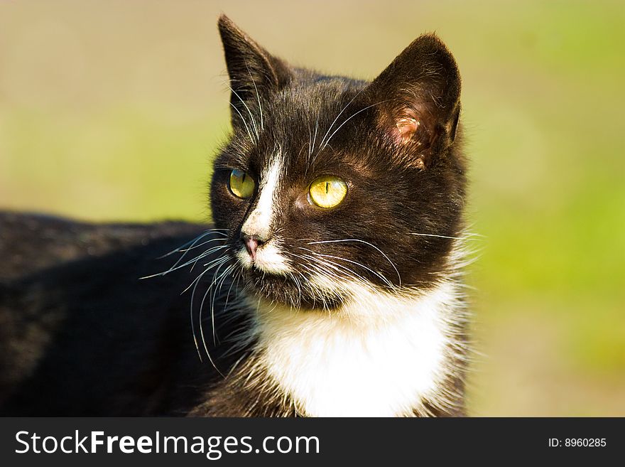 Cat without name walking in beautifull sunny day