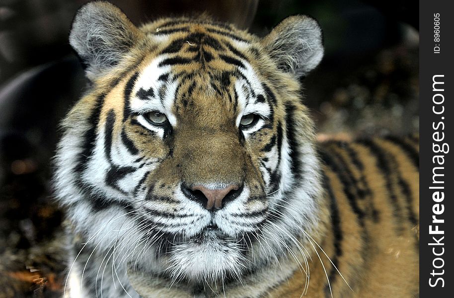 Portrait of young adult tiger in a zoo. Picture taken in Rome's Bioparco