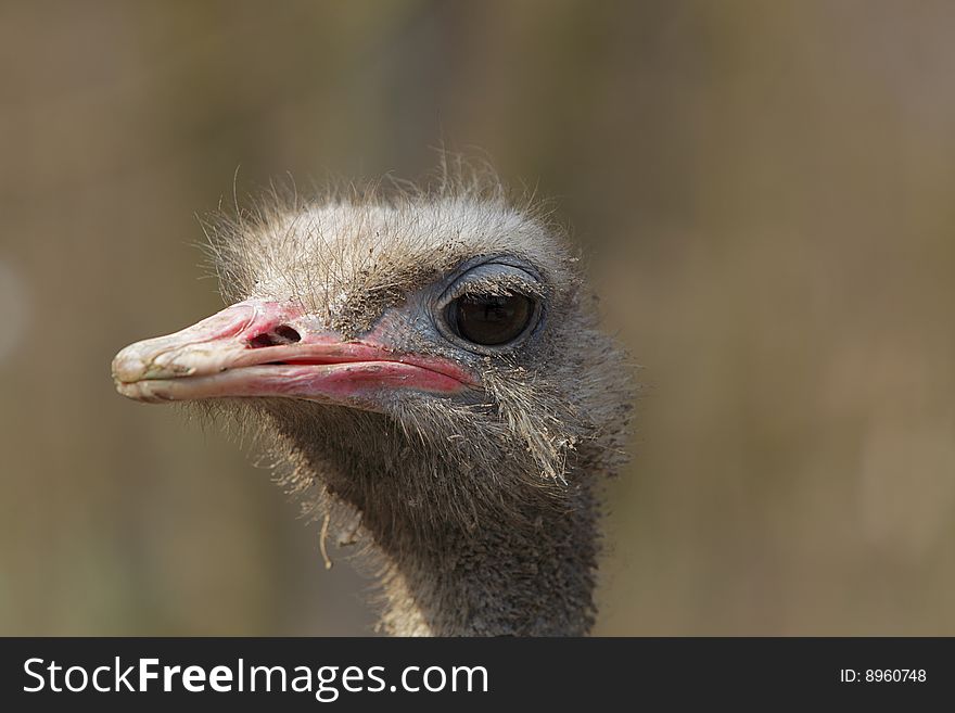 Portrait of a dirty ostrich (Struthio camelus). Portrait of a dirty ostrich (Struthio camelus)