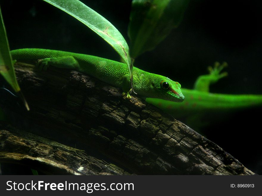 Madagascar Day Gecko