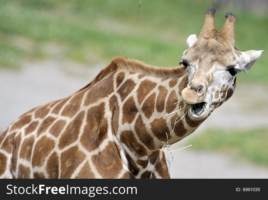 Half view of giraffe in a zoo. Picture taken in Rome's Bioparco. Half view of giraffe in a zoo. Picture taken in Rome's Bioparco