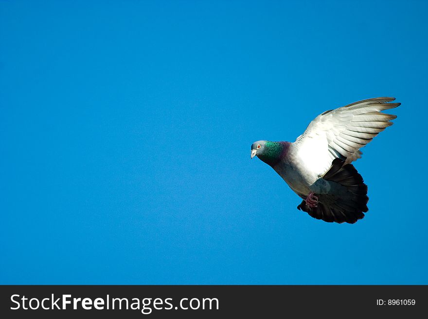 Wild beautiful dove on blue sunny sky. Wild beautiful dove on blue sunny sky