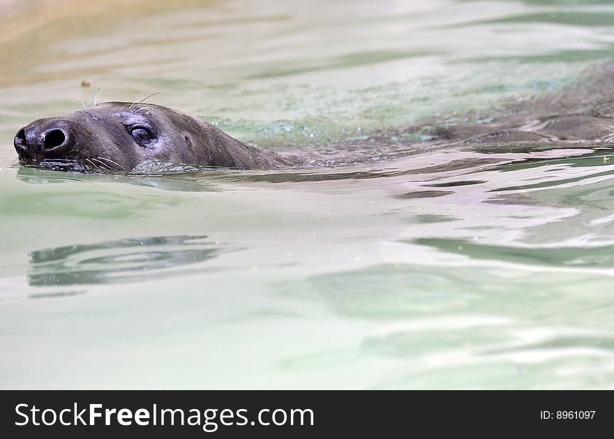 Young sea lion swimming in a zoo's pool. Picture taken in Rome's Bioparco.