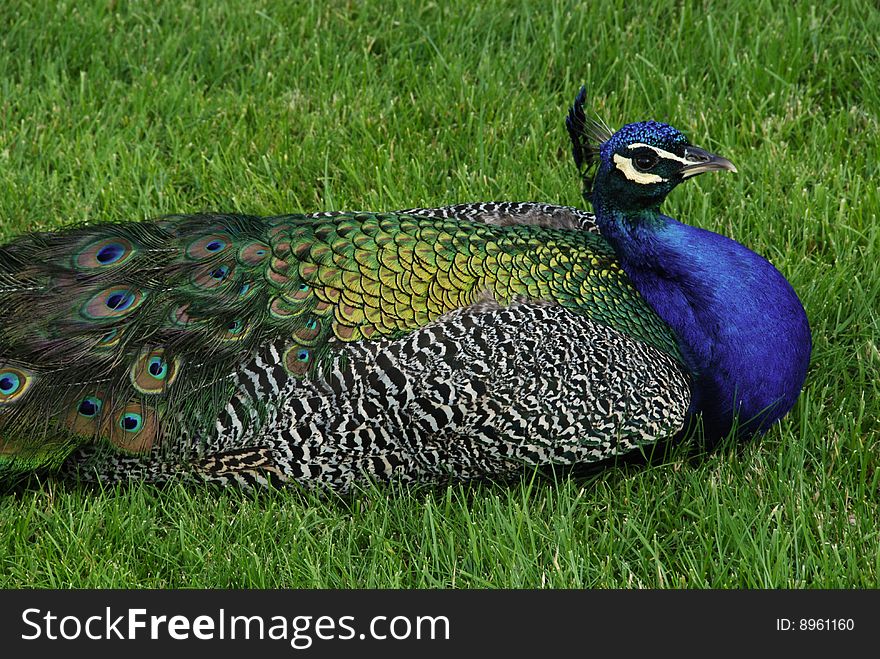 Peacock laying on the grass. Peacock laying on the grass