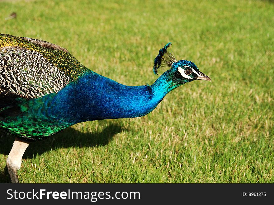 Peacock laying on the grass. Peacock laying on the grass