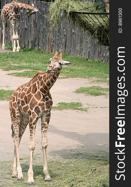 Full view of giraffe in a zoo. Picture taken in Rome's Bioparco. Full view of giraffe in a zoo. Picture taken in Rome's Bioparco