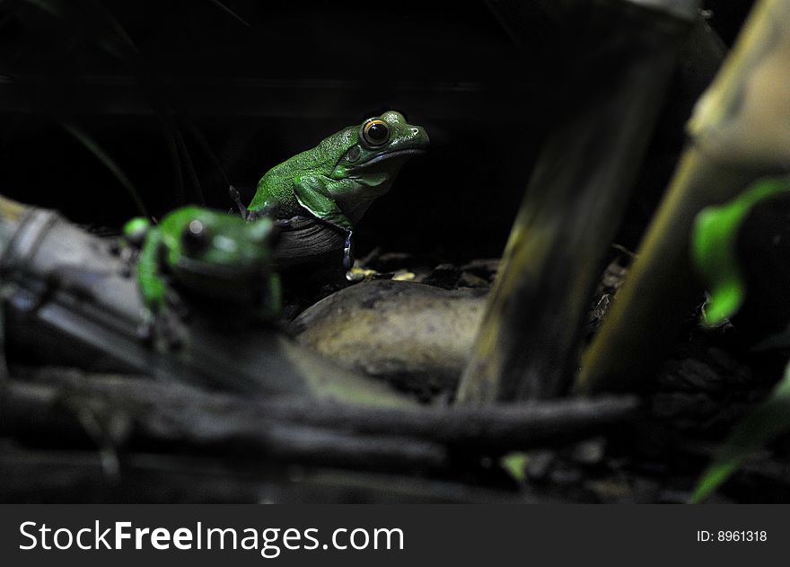 Full view of New Guinea Tree Frog in reptile house, black background. Picture taken in Rome's Bioparco
