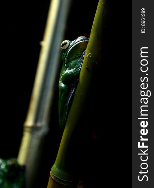 Full view of New Guinea Tree Frog in reptile house on bamboo, black background. Picture taken in Rome's Bioparco