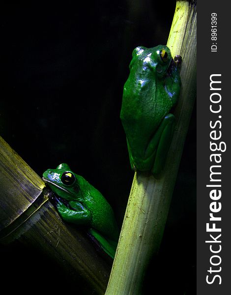 Full view of two New Guinea Tree Frogs in reptile house on bamboo, black background. Picture taken in Rome's Bioparco. Full view of two New Guinea Tree Frogs in reptile house on bamboo, black background. Picture taken in Rome's Bioparco