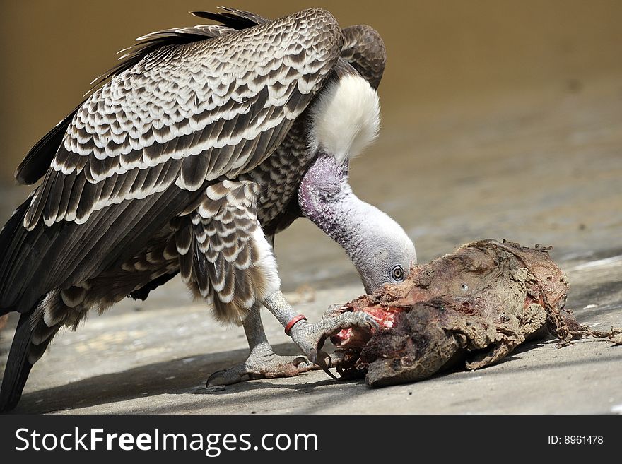 Full view of young vulture eating meat in a zoo. Picture taken in Rome's Bioparco.