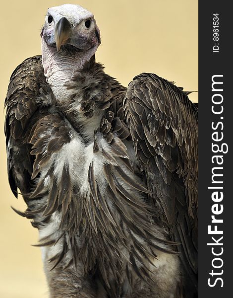 Portrait of vulture in a zoo. Picture taken in Rome's Bioparco.