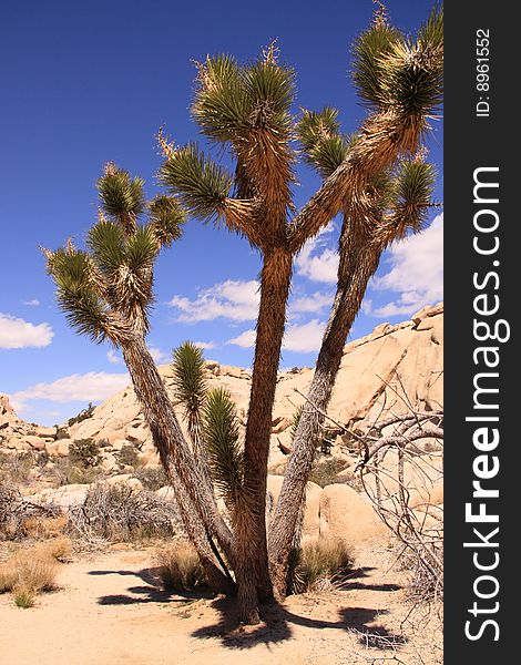 This is a shot of a Joshua Tree growing in the wild landscape of Joshua Tree National Park, in Ca.