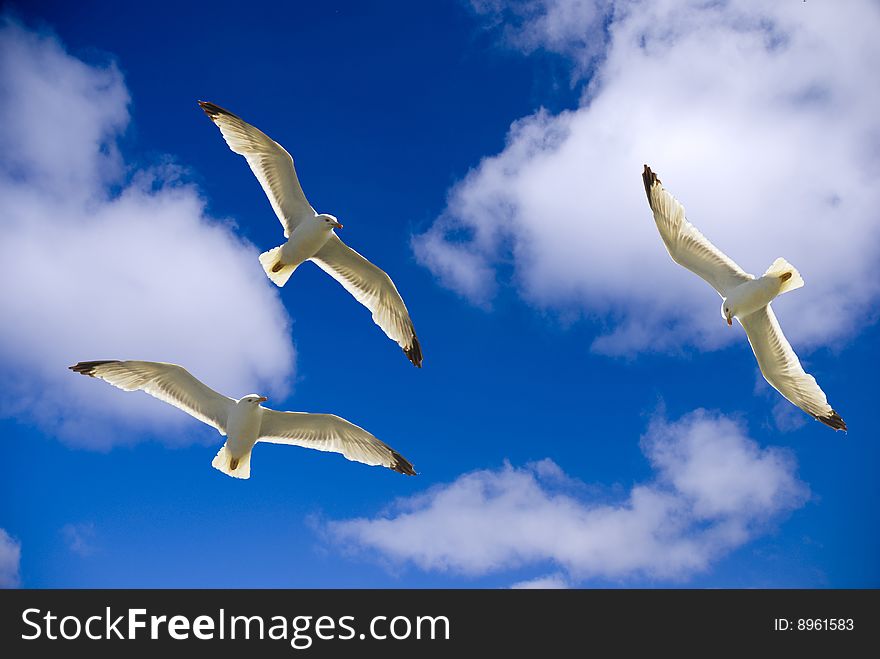 Beautiful flying seagull agains the blue sky