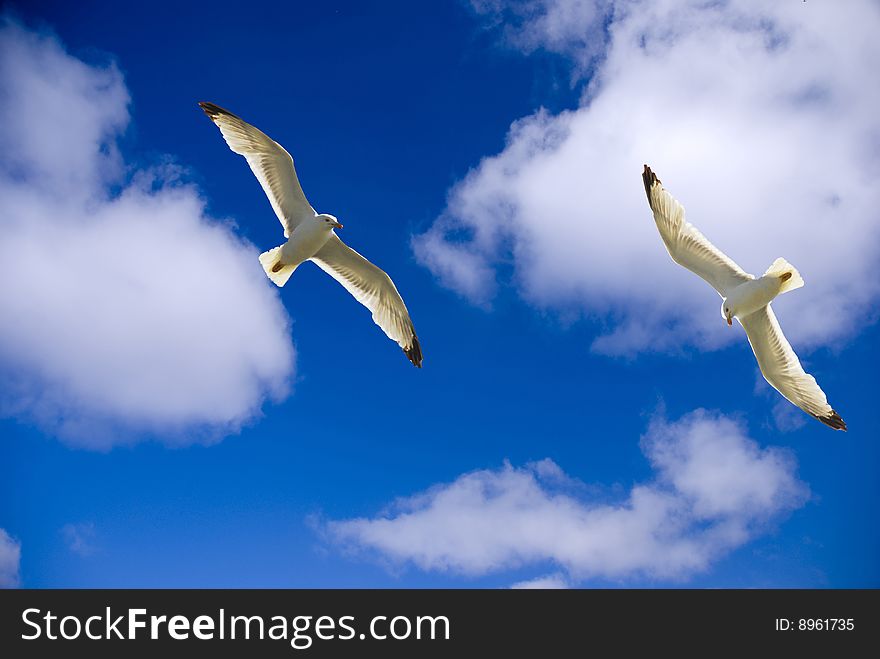 Beautiful flying seagull agains the blue sky