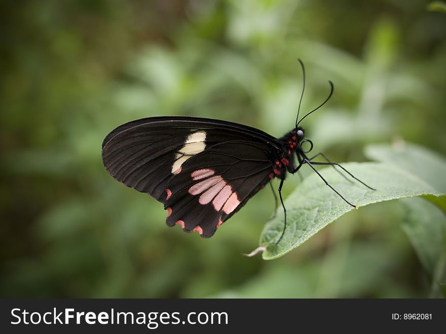 A close up macro shot of a butterfly