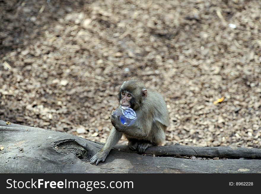 Capuchin monkey