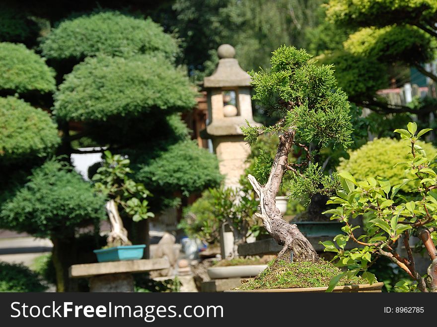 Bonsai trees still-life. Miniatures in a peaceful Japanese garden.