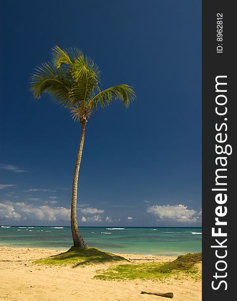 A palm tree at a beautiful beach