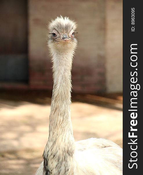 Emu portrait