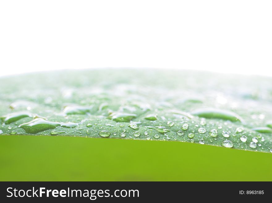 Dewy water green leaf in white background. Dewy water green leaf in white background