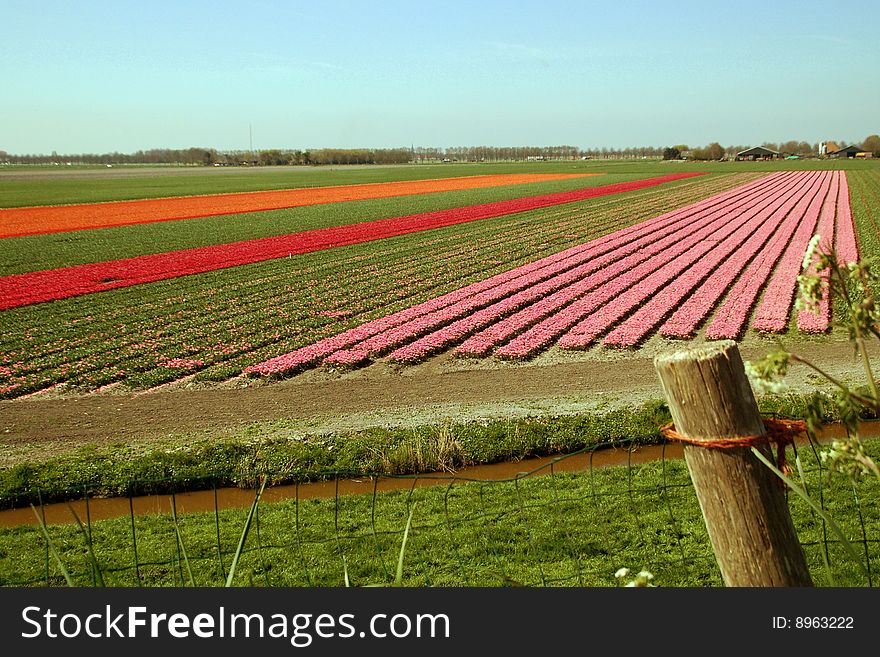 A Dutch tulip field in early spring. As you can see, not all flowers are in full bloom yet. Which makes commercial sense if you want to be able to harvest and sell over a longer period.