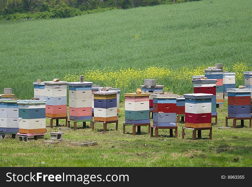 Bee hives in green meadow.