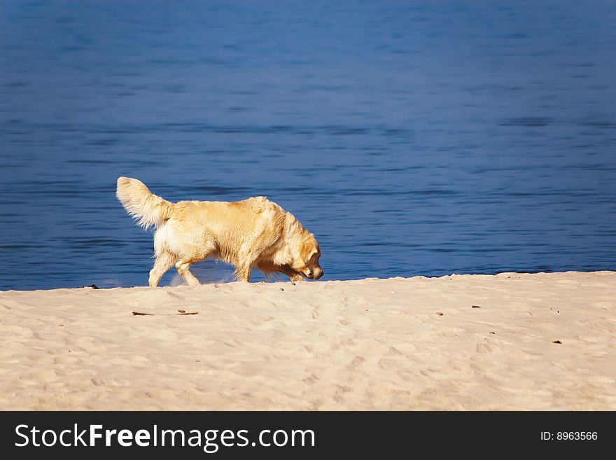 Golden retriever dog on sea shore. Golden retriever dog on sea shore