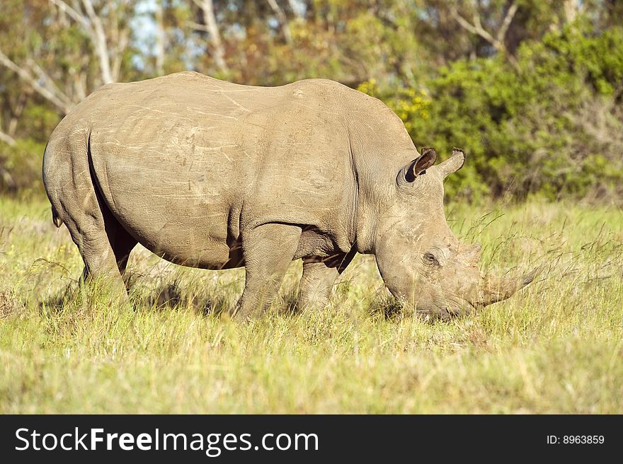 A large Male White rhino grazes in the late afternoon