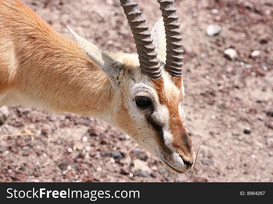 Thomson's gazelle (Eudorcas thomsoni) in Ngorongoro National Park, Tanzania. Thomson's gazelle (Eudorcas thomsoni) in Ngorongoro National Park, Tanzania