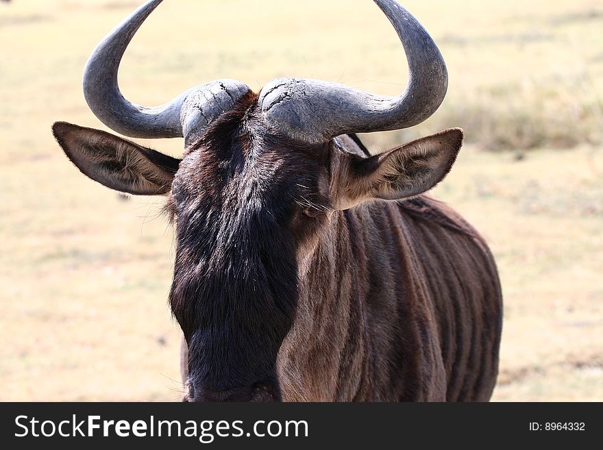 Portrait of a Wildebeest (Connochaetes taurinus) in Ngorongoro National Park, Tanzania. Portrait of a Wildebeest (Connochaetes taurinus) in Ngorongoro National Park, Tanzania