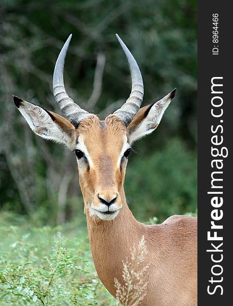 Male impala portrait