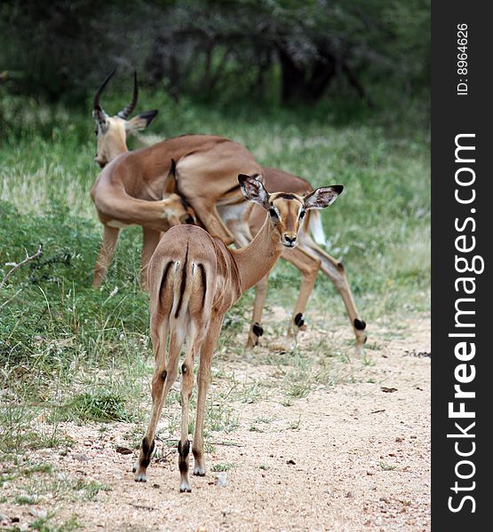 Small group of impalas - south africa - kruger national park