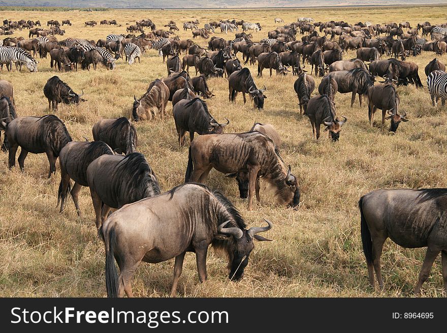 Herd of Wildebeests (Connochaetes taurinus) in Ngorongoro National Park, Tanzania