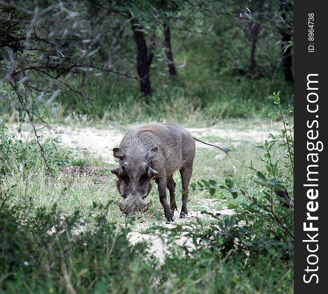 Warthog - kruger national park - south africa