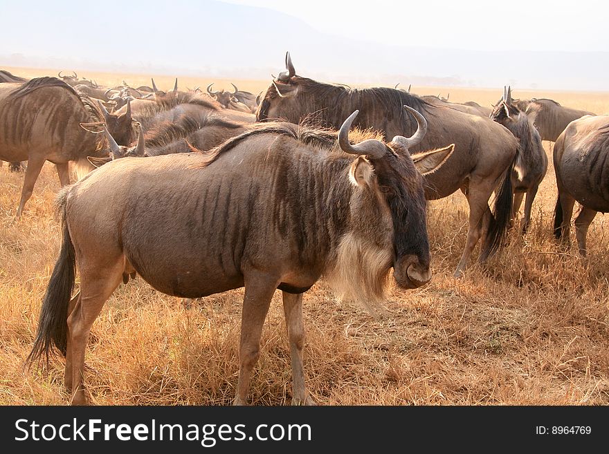 Herd of Wildebeests (Connochaetes taurinus) in Ngorongoro National Park, Tanzania