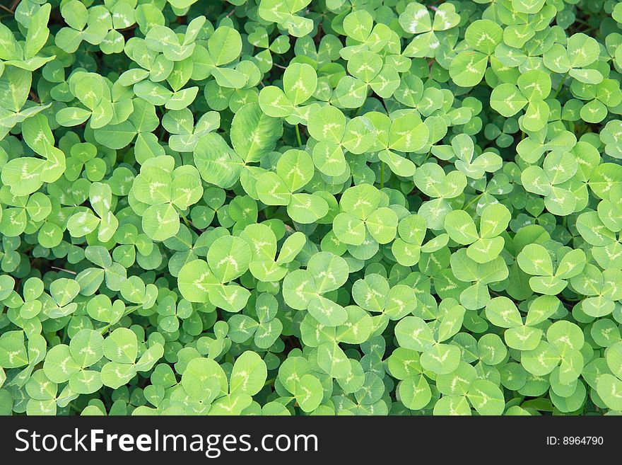 Green background of the fresh dutch clover