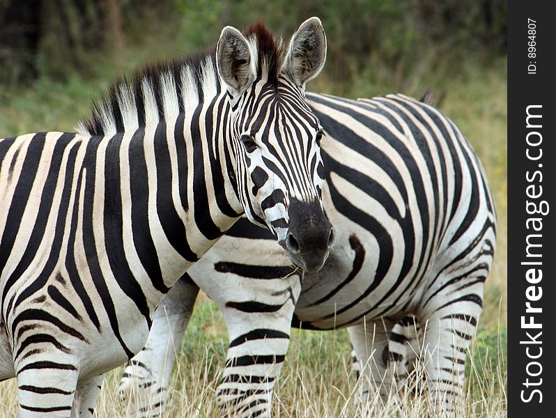 Zebras - close up - kruger np - south africa