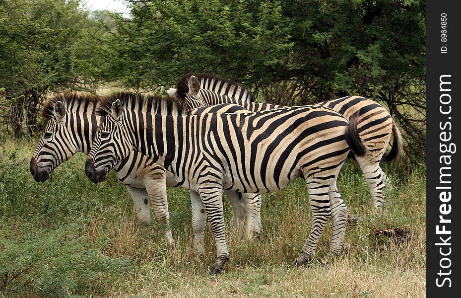 Group of zebras - kruger np - south africa