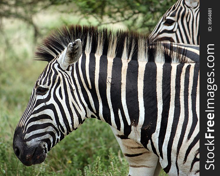 Zebra - profile close up - south africa