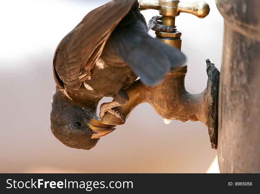 A bird drinking water from a tap in Serengeti National Park, Tanzania