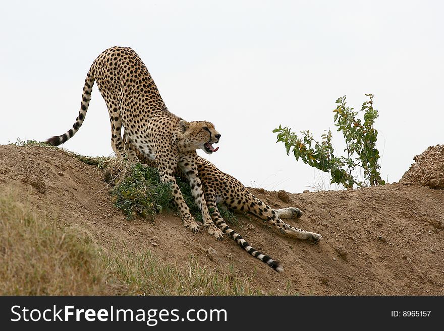 Cheetahs (Acinonyx jubatus) on a hill in Serengeti National Park, Tanzania