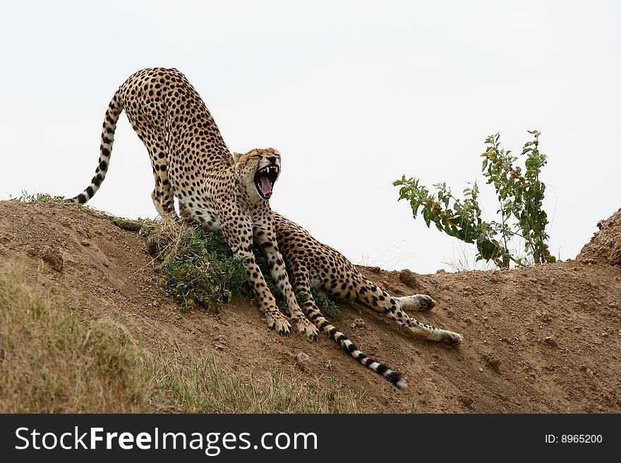 Cheetah (Acinonyx jubatus) showing cuspids (Serengeti National Park, Tanzania)