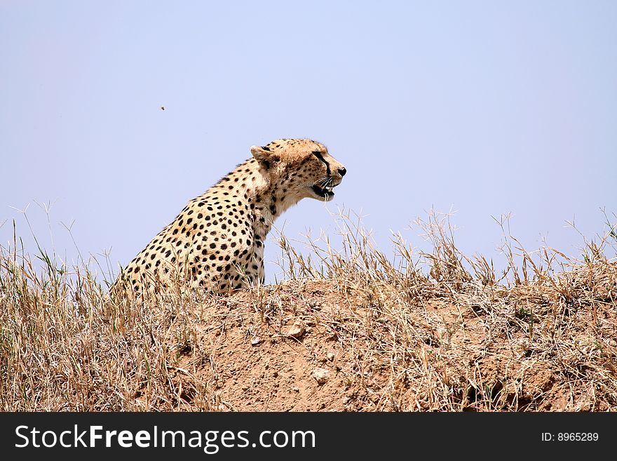 Cheetah (Acinonyx jubatus) watching for a prey in Serengeti National Park, Tanzania. Cheetah (Acinonyx jubatus) watching for a prey in Serengeti National Park, Tanzania