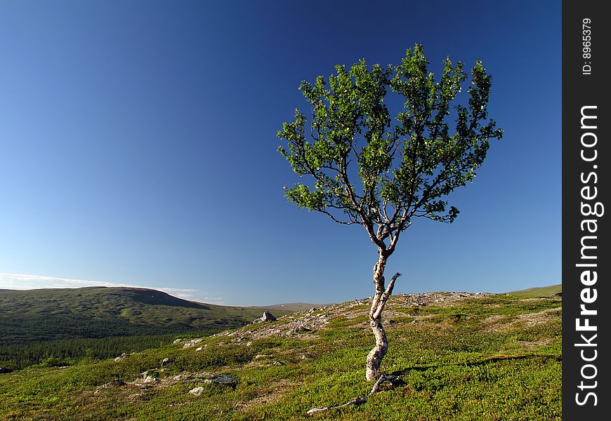 A lonely tree in the mountain