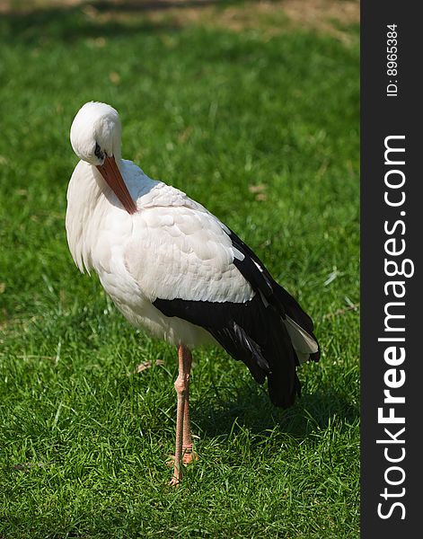 White Storck - Ciconia Ciconia