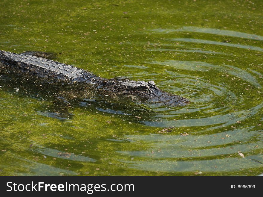 Alligator Mississipiensis
