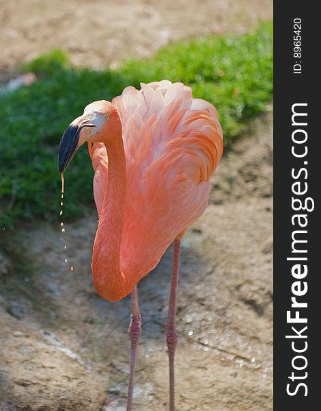 Flamingo - Phoenicopterus ruber ruber standing still